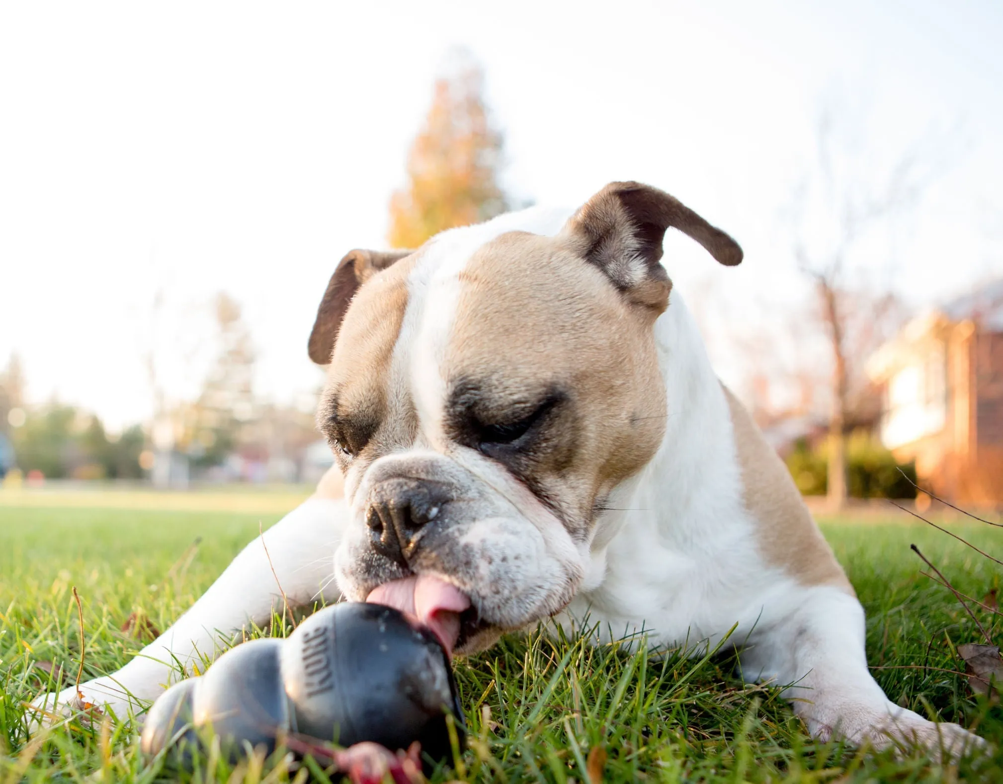 KONG Extreme Dog Toy for Power Chewers